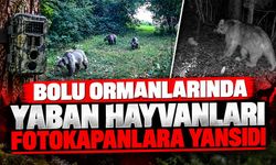 Bolu ormanlarında yaban hayvanları fotokapanlara yansıdı