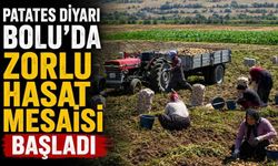 Patates diyarı Bolu'da zorlu hasat mesaisi başladı