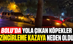 Bolu'da yola çıkan köpekler zincirleme kazaya neden oldu