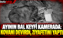 Ayının bal keyfi kamerada: Kovanı devirdi, ziyafetini yaptı