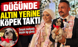 Düğünde altın yerine köpek taktı