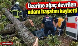 Üzerine ağaç devrilen adam hayatını kaybetti
