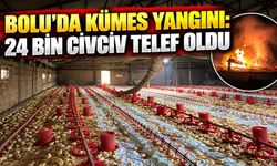 Bolu'da kümes yangını: 24 bin civciv telef oldu