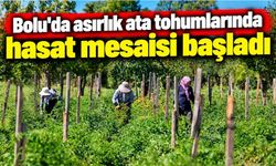 Bolu'da asırlık ata tohumlarında hasat mesaisi başladı
