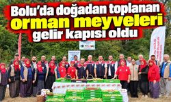Bolu'da doğadan toplanan orman meyveleri gelir kapısı oldu