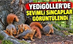 Yedigöller'de sevimli sincaplar görüntülendi