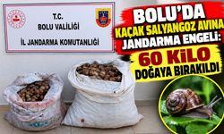 Bolu’da Kaçak Salyangoz Avına Jandarma Engeli: 60 Kilo Doğaya Bırakıldı