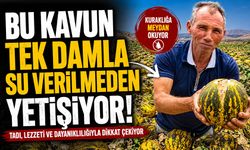 Bu kavun tek damla su verilmeden yetişiyor