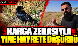 Karga zekasıyla yine hayrete düşürdü