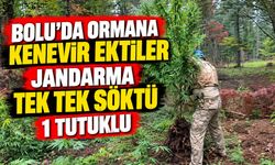 Bolu’da Ormanlık Alanda Kenevir Operasyonu: 1 Şüpheli Tutuklandı