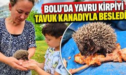 Bolu’da yavru kirpiyi tavuk kanadıyla besledi