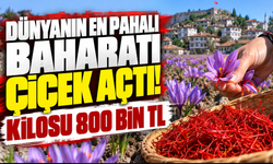 Dünyanın En Pahalı Baharatı Çiçek Açtı! Kilosu 800 Bin TL