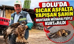 Bolu'da sıcak asfalta yapışan şahin, muhtarın müdahalesiyle kurtarıldı