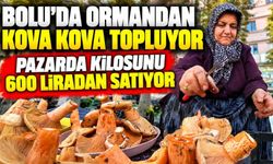 Bolu’da ormandan kova kova topluyor, pazarda kilosunu 600 liradan satıyor