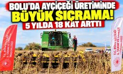 Bolu’da ayçiçeği üretiminde büyük sıçrama! 5 yılda 18 kat arttı