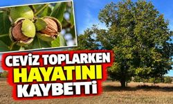 Ceviz toplarken hayatını kaybetti