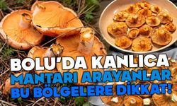 BOLU’DA KANLICA MANTARI ARAYANLAR BU BÖLGELERE DİKKAT!