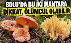 Bolu’da bu iki mantara dikkat, ölümcül olabilir