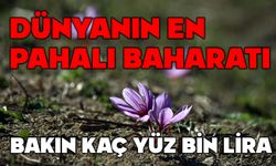 Dünyanın en pahalı baharat kaç yüz bin lira