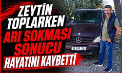 Zeytin toplarken arı soktu hayatını kaybetti