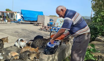 Emekli işçi, 100 kedinin 'dedesi' oldu, maaşını onlar için harcıyor