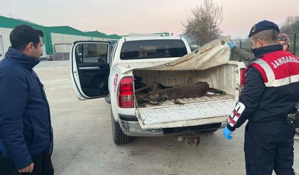 Yaralı karacayı vatandaş buldu, jandarma kurtardı