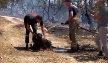 Yangından kurtarılan köpekler böyle görüntülendi