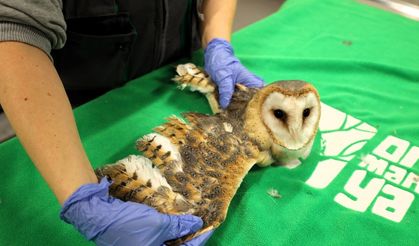 Doğanın şifası Ormanya'da: "Bu merkez yaban hayvanlarına umut oluyor"