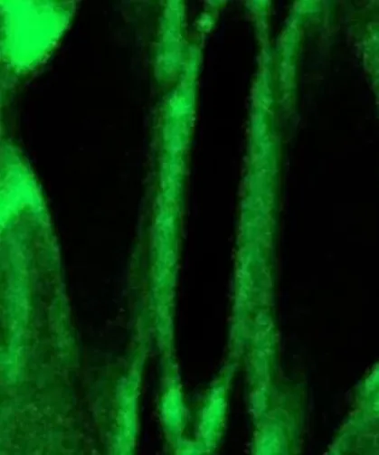 Bilim dünyasında bir ilk: Bitkilerin nefes alışı görüntülendi