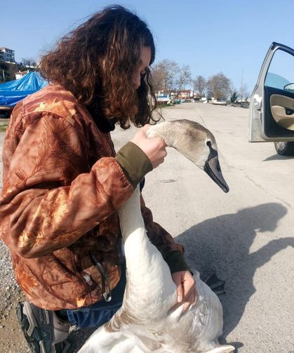 Vatandaşların bulduğu yaralı kuğu tedavi altına alındı