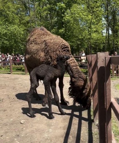 Ormanya'da doğan yavru deve için renkli kutlama