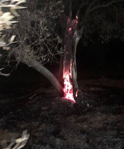 Burhaniye'de ot yangını bekçilerin dikkati sayesinde büyümeden önlendi
