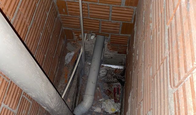 Bina boşluğunda mahsur kalan martıyı itfaiyeciler kurtard