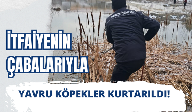 Mahsur kalan yavru köpeklerin imdadına itfaiye yetişti
