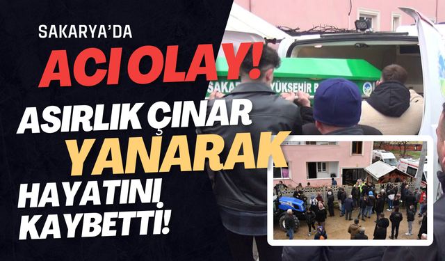 Sakarya’da acı olay: Asırlık çınar, yanarak hayatını kaybetti
