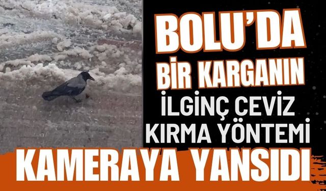 Bir karganın ilginç ceviz kırma yöntemi kameraya yansıdı