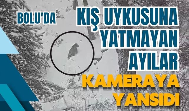 Bolu'da kış uykusuna yatmayan ayılar kameraya yansıdı