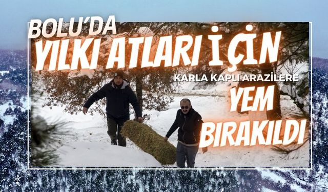 Bolu'da yılkı atları için karla kaplı arazilere yem bırakıldı