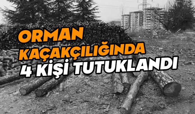 Bolu’da orman kaçakçılığında 4 kişi tutuklandı