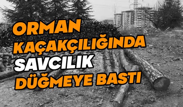 Bolu’da orman kaçakçılığında savcılık düğmeye bastı