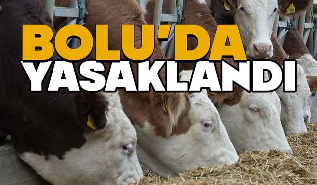 Bolu şehir merkezinde hayvan yetiştirilmesi yasaklandı