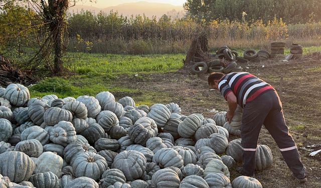 Ünlü bal kabağı kilosu 10 liradan tezgaha indi