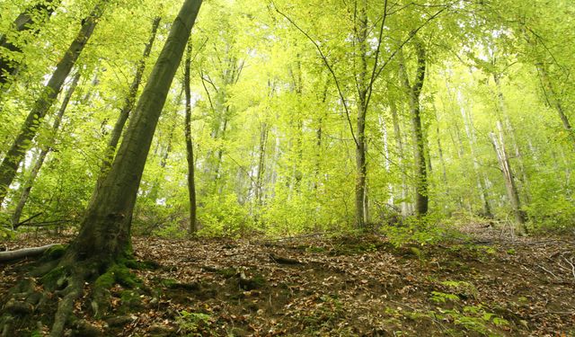 BOLU ORMAN İŞLETME MÜDÜRLÜĞÜ