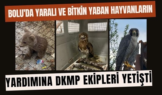 Bolu'da yaralı ve bitkin yaban hayvanlarını yardımına DKMP ekipleri yetişti