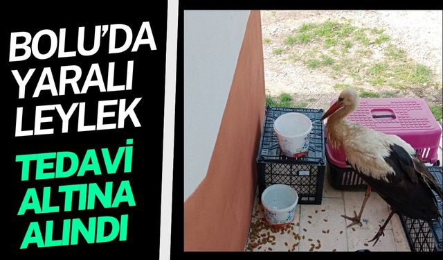 Bolu’da yaralı leylek tedavi altına alındı