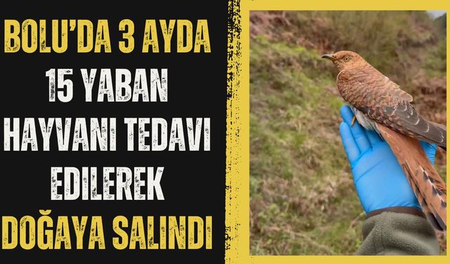 Bolu’da 3 ayda 15 yaban hayvanı tedavi edilerek doğaya salındı