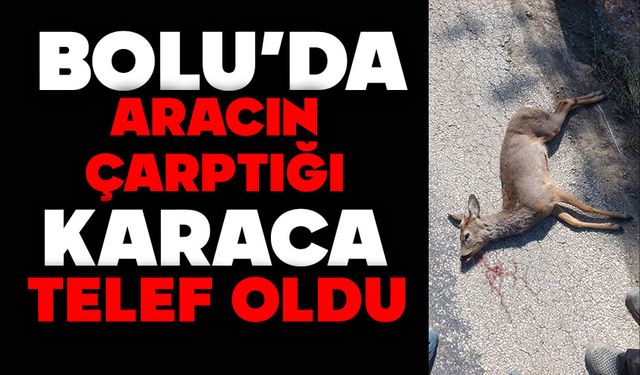 Aracın çarptığı karaca telef oldu