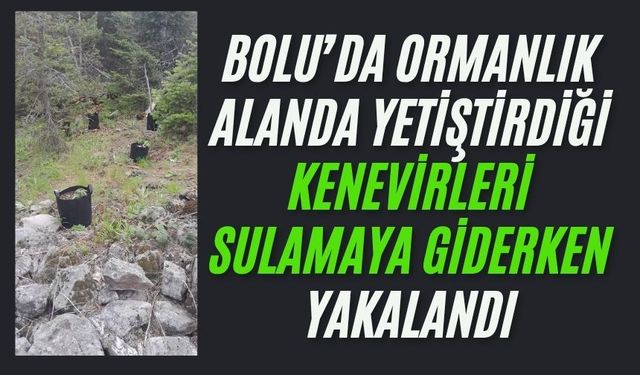 Ormanlık alanda yetiştirdiği kenevirleri sulamaya giderken yakalandı