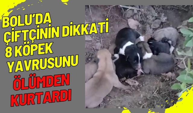 Bolu'da çiftçinin dikkati 8 köpek yavrusunu ölümden kurtardı