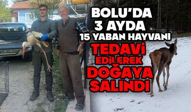 Bolu’da 3 ayda 15 yaban hayvanı tedavi edilerek doğaya salındı